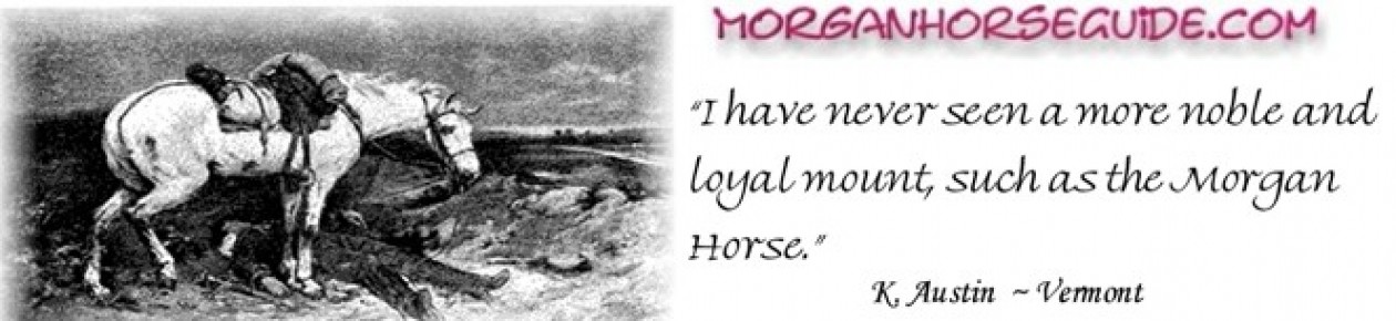 Morgan Horse Guide