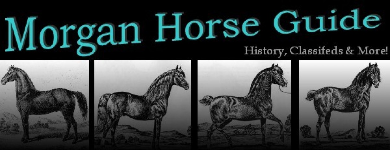 Morgan Horse Guide