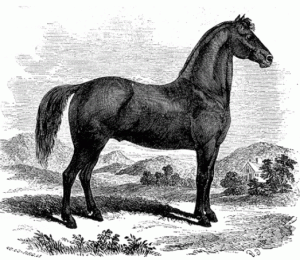 lambert morgan horse drawing