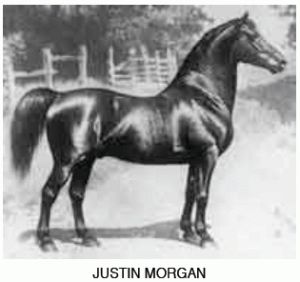 justin morgan horse photo