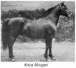 knox morgan horse photo