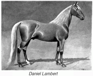 Daniel Lambert Morgan Horse photo